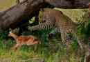 Daleč vzhodni leopard ali amur bari